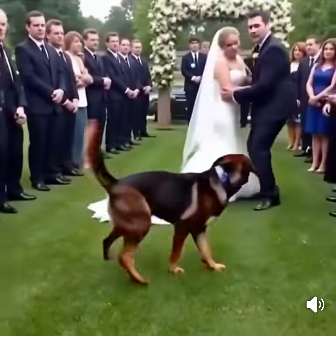 K9 Dog Saves Groom from Deceptive Bride — Her Hidden Past Shocked the Entire Town Watch